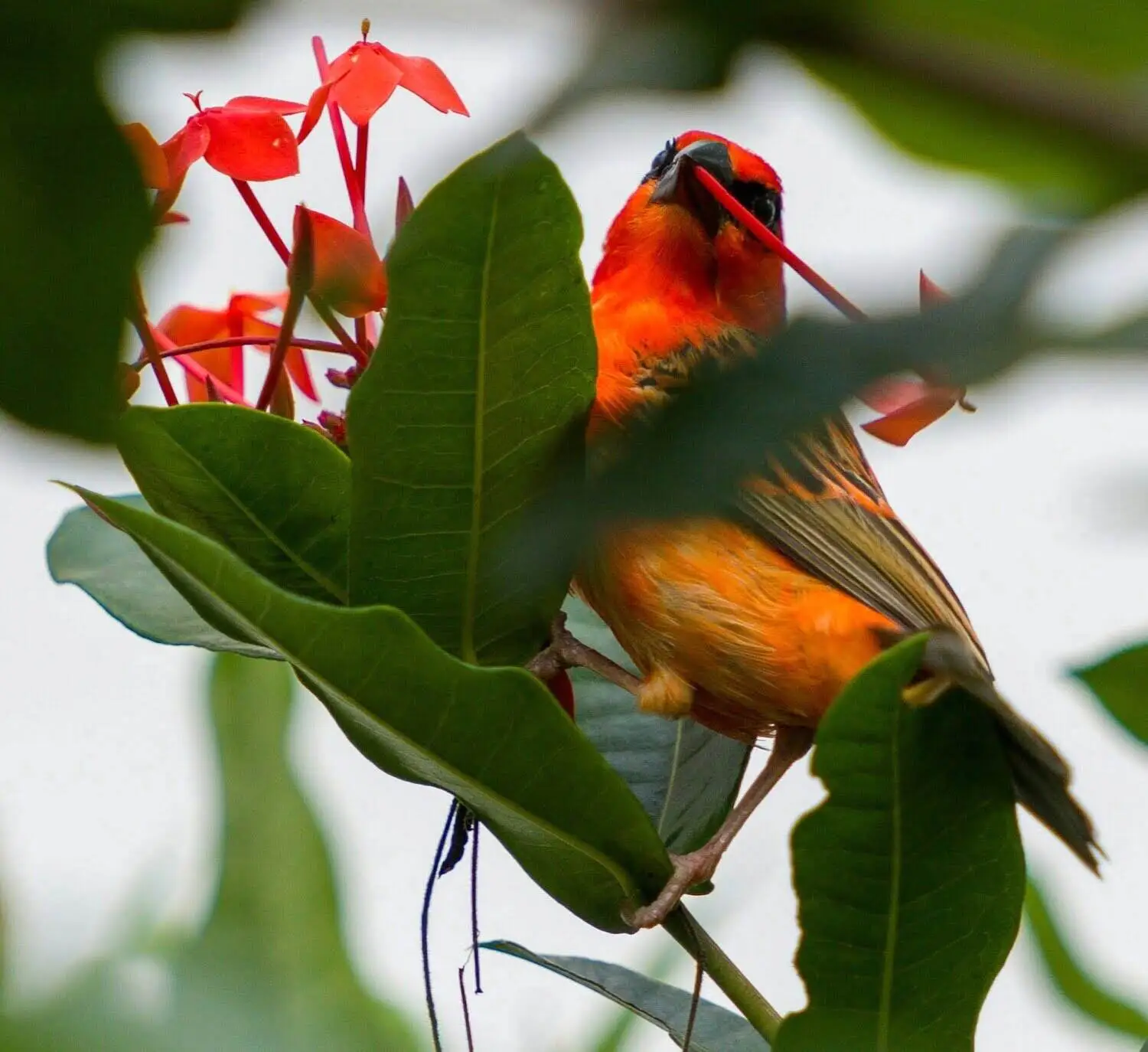 Red Foddy bird seychelles