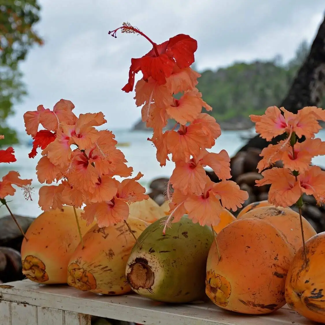 seychelles culture