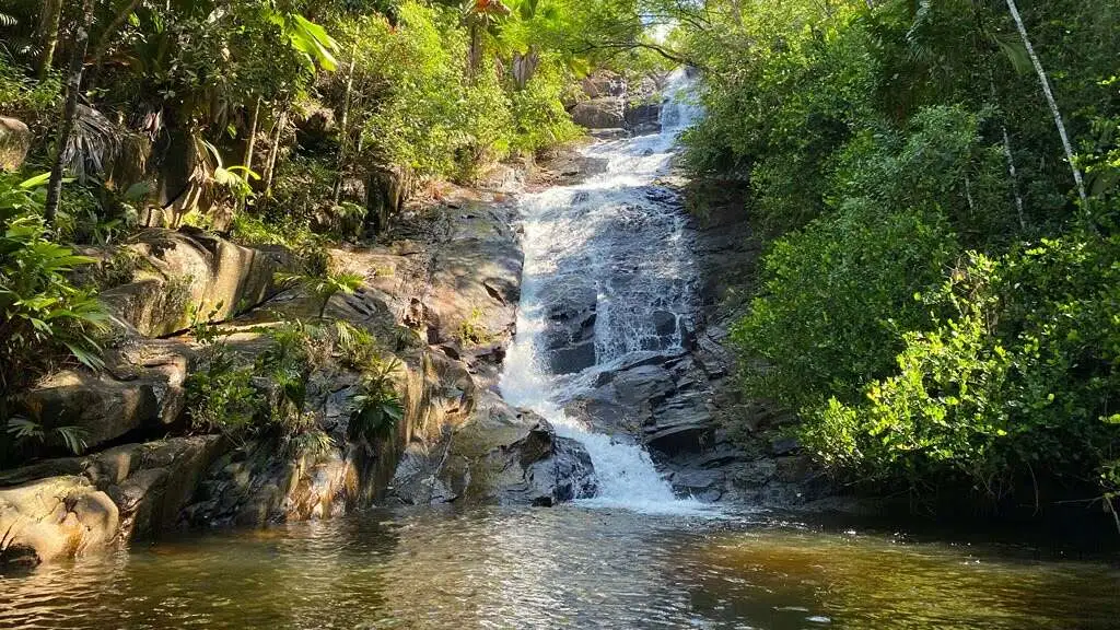 Seychelles Rainforest