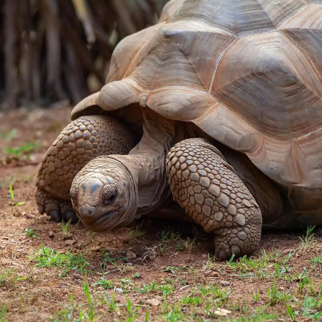 seychelles wildlife